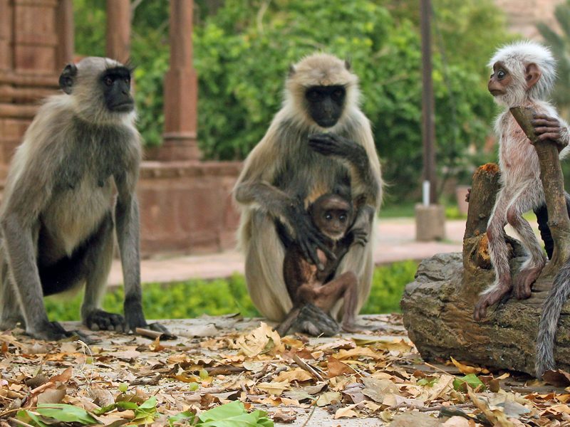 ANIMAL PLANET | Nova série coloca robôs junto aos animais!