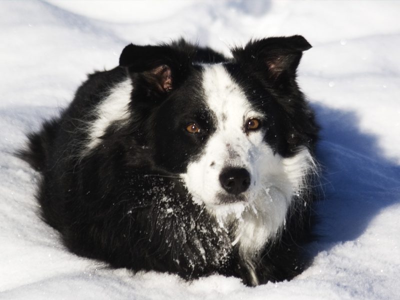 RADAR PET | Nat Geo busca animais desaparecidos em nova série!